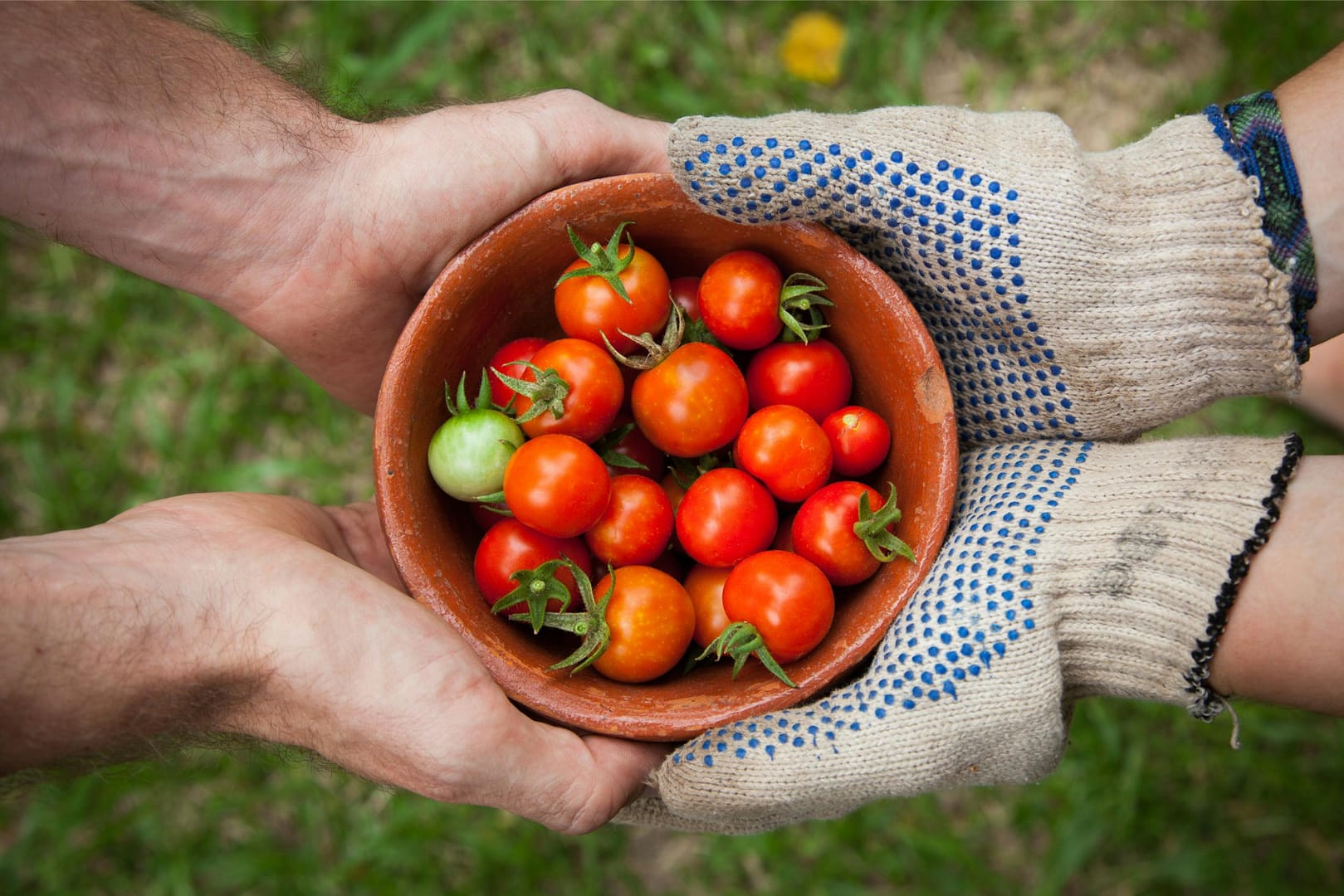 Gardener giving fresh vegetables to neighbor