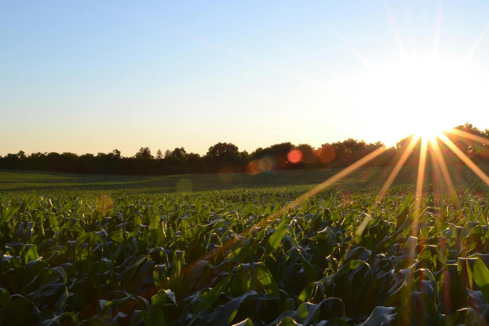 Farm crop field during sunset