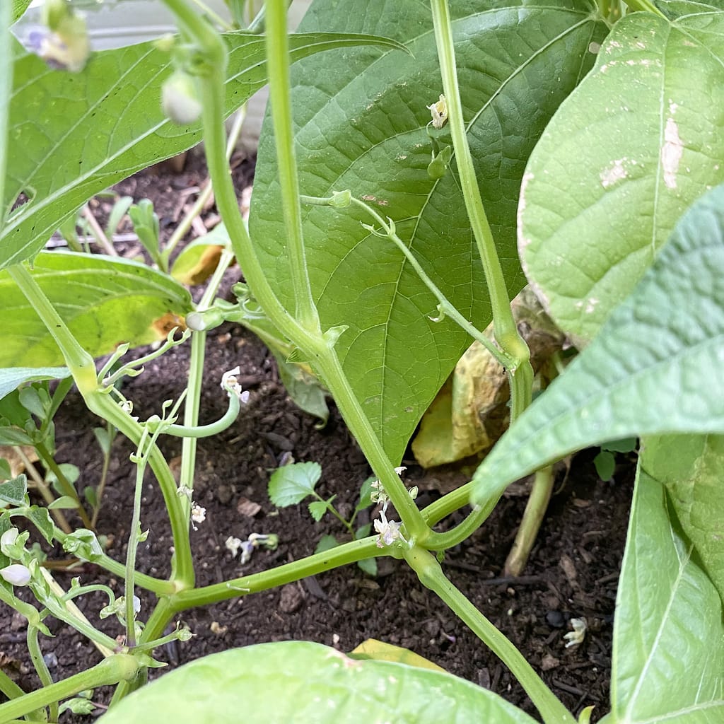 Plant in GoggleWorks' Gardens at Lauer's Park
