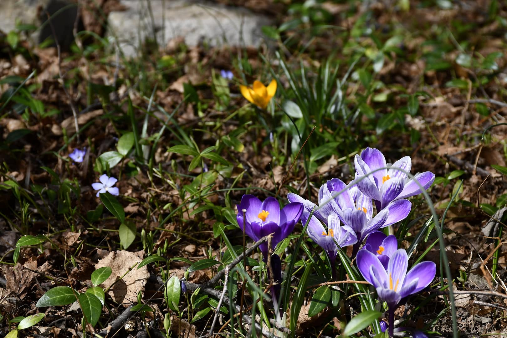Spring blooms with flowers bringing beauty to the preserved landscape and environment in the historic village