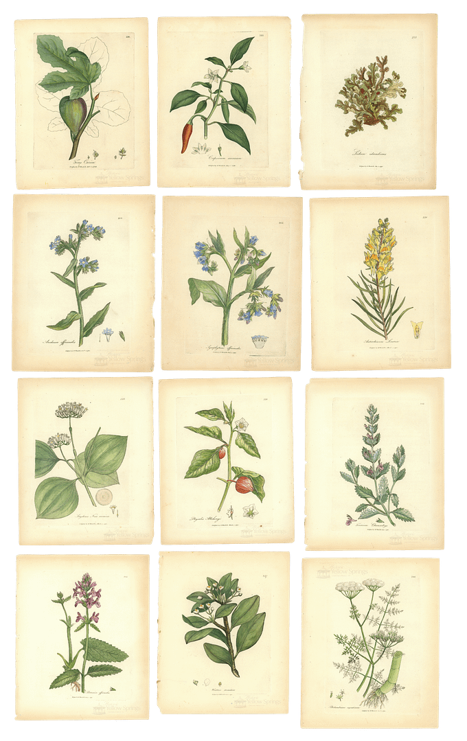 Throwback Thursday: Piecing Together Medical Botany