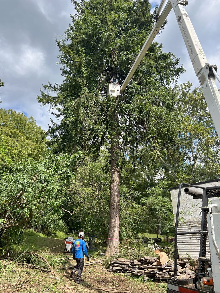 Tree removal as part of the historic preservation project for the Connie's House restoration.