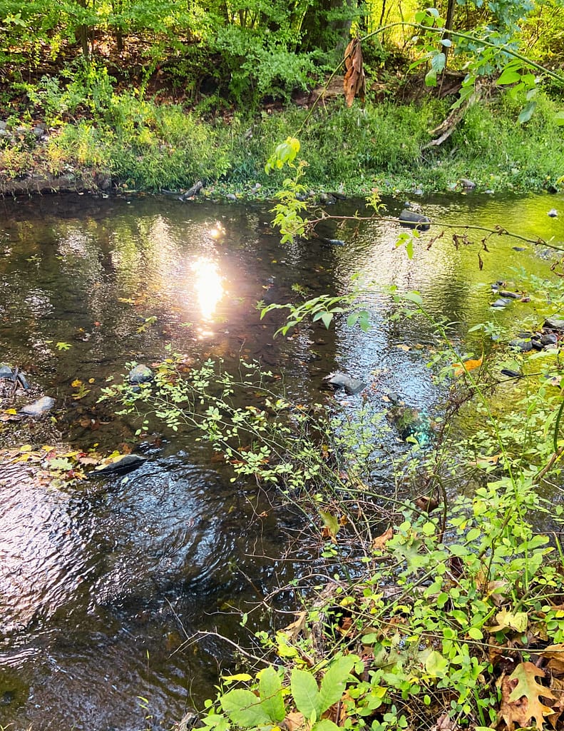 Branch of the Pickering Creek at Historic Yellow Springs, the sassafras tree grows on its banks