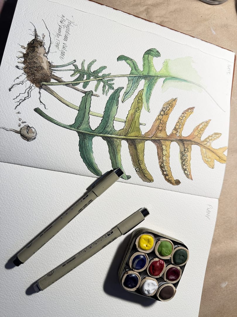 Medicinal Botanicals: The Living Specimens