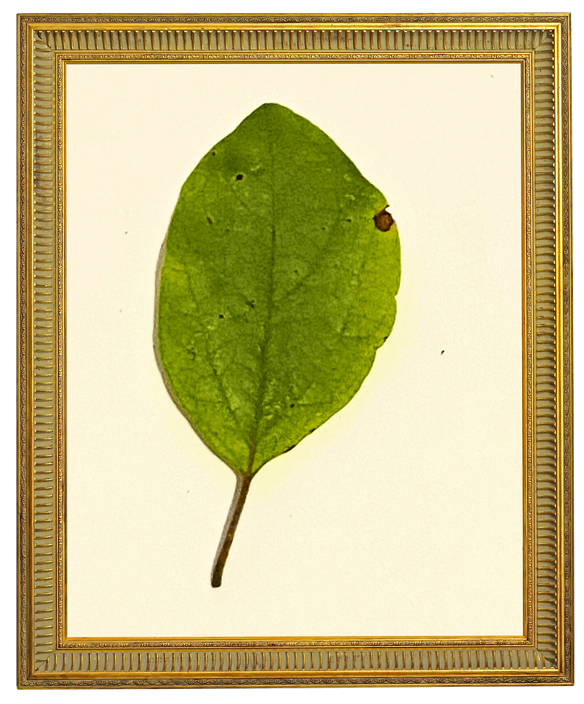 Sassafras trees produce leaves in three distinct morphs. This is an example of the oval "football" shape leaf. 