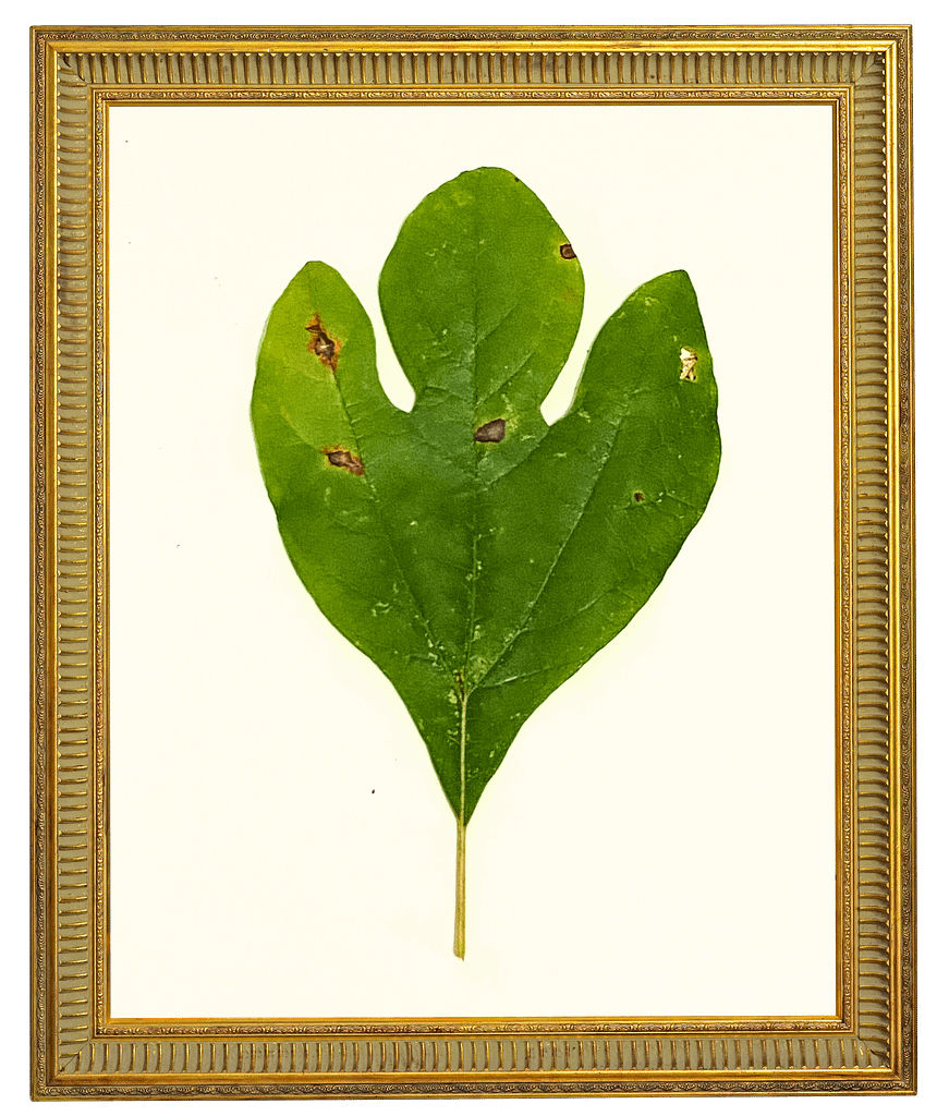 Sassafras trees produce leaves in three distinct morphs. This is an example of the three-lobed "ghost"-shaped leaf, most commonly used in Lenape iconography and symbols.