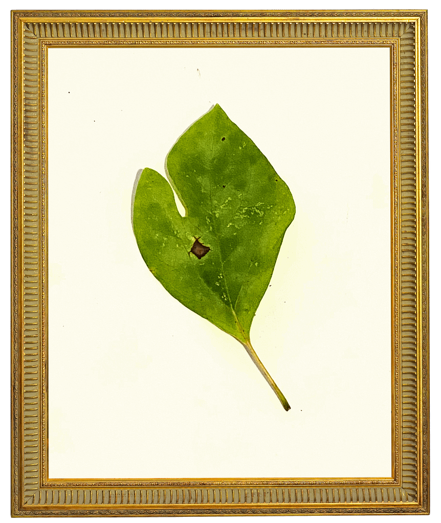 Sassafras trees produce leaves in three distinct morphs. This is an example of the two-lobed "mitten"-shaped leaf (which comes in both right-handed and left-handed varieties) 