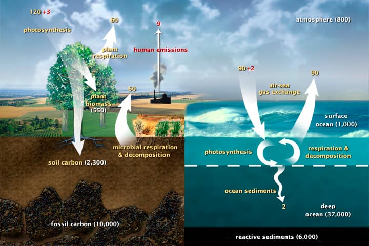 Draft diagram of the carbon cycle.