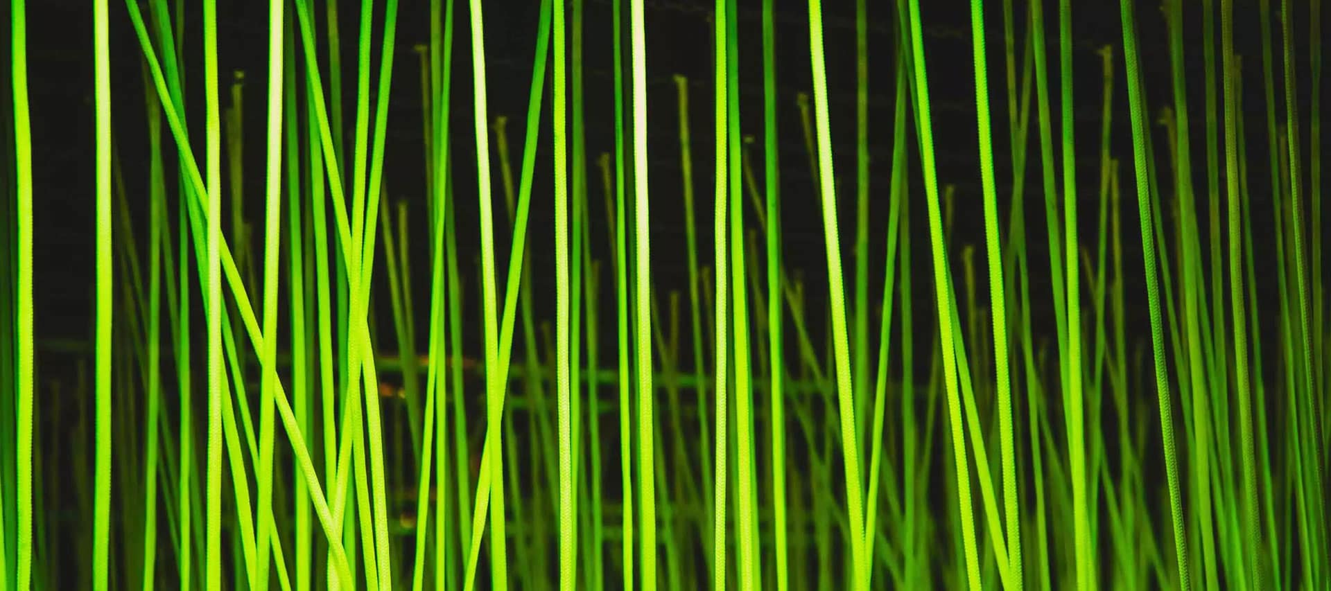 Carbon dioxide utilization